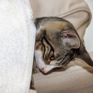 Chat dormant sous une couverture - le blog de Chatpins - catsitting 92 Sud et Paris 15