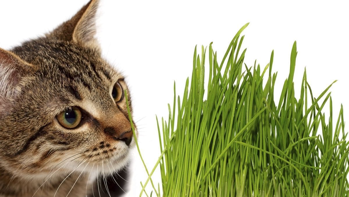 Herbe à chat- Alternative aux fleurs et  plantes toxiques chez le chat
