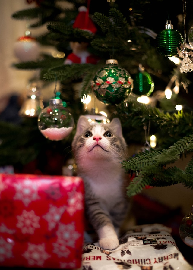 Fêtes de Noël de votre chat